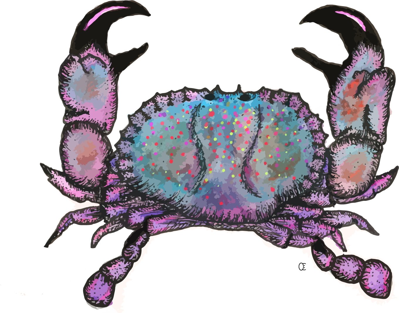 not a blue crab though